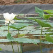 藕池蜜桃视频色色APP膜